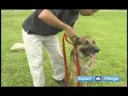 Temel Köpek Eğitim Teknikleri: Köpek İtaat Terbiye Sırasında Nasıl Konuşacağını Komutları Resim 3