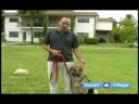 Temel Köpek Eğitim Teknikleri: Köpek İtaat Terbiye Topuk Komutu Resim 3