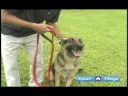 Temel Köpek Eğitim Teknikleri: Senin Köpek Eğitim Sırasında Rahat Yapıyor Resim 3
