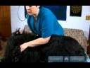 Uzun Saçlı Köpek Bakım Talimatları : Nasıl Köpek Tımar Tablo Kullanmak  Resim 3