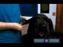 Uzun Saçlı Köpek Bakım Talimatları: Bir Köpeğin Yüz Bakım İçin İpuçları Resim 3