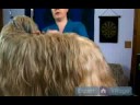Uzun Saçlı Köpek Bakım Talimatları: Dış Ceket Köpek Bakım İpuçları Resim 3