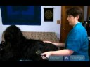 Uzun Saçlı Köpek Bakım Talimatları: Köpeğinizin Bacaklar Damat İçin İkinci Adımları Resim 3