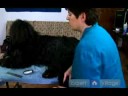 Uzun Saçlı Köpek Yönergeleri: Pad Köpek İpuçları Bakım Ayak Resim 3