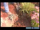 Nasıl Yaymak Süs Çimleri İçin : Pt. Süs Çimleri Kazıp Nasıl 2:  Resim 4