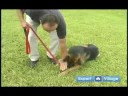 Temel Köpek Eğitim Teknikleri: Aşağı Yan İtaat Komutu Tarafından Resim 4