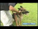 Temel Köpek Eğitim Teknikleri: Köpek İtaat Terbiye Sırasında Nasıl Konuşacağını Komutları Resim 4