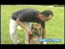 Temel Köpek Eğitim Teknikleri: Nasıl Köpek Eğitiminde Tutarlı Olmak Resim 4