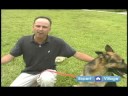 Temel Köpek Eğitim Teknikleri: Senin Köpek İle Oynamak İçin İpuçları Resim 4