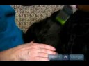 Uzun Saçlı Köpek Bakım Talimatları: Bir Köpeğin Kafası Damat İçin İkinci Adımları Resim 4