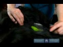 Uzun Saçlı Köpek Bakım Talimatları: İlk Adımlar Dışında Köpeğin Kat Mats Alma Resim 4