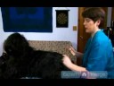 Uzun Saçlı Köpek Bakım Talimatları: Köpeğinizin Bacaklar Damat İçin İkinci Adımları Resim 4