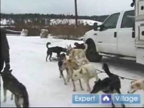 Iditarod İçinde Kızak Köpekleri Yarışı : Kamyon Yarış Kızak Köpekleri Kaldırmak İçin Nasıl 