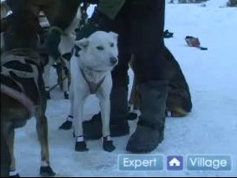 Iditarod İçinde Kızak Köpekleri Yarışı Nasıl : Yarış Kızağı Bir Köpek Üzerinde Bir Yaka Koyun Nasıl  Resim 1