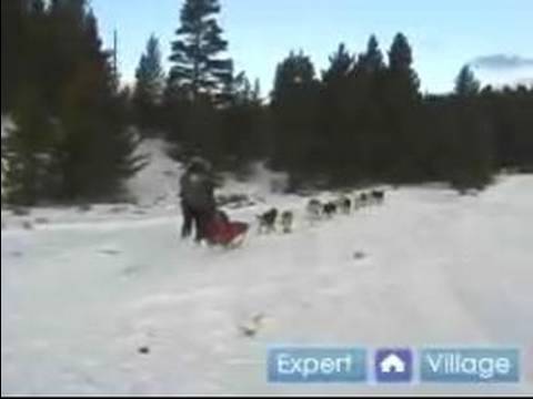 Iditarod Kızak Köpeği Yarış İçinde Nasıl Bir Kızak İçin Boyun Bir Hat Takın Nasıl  Resim 1
