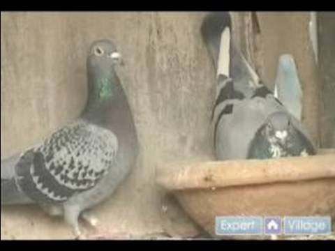 Nasıl Doğurmak Ve Tren Posta Güvercinleri: Eğitim Posta Güvercinleri Dulluk Sistemi