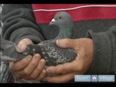 Nasıl Doğurmak Ve Tren Posta Güvercinleri: Güvercin Yarışı Görünümünü
