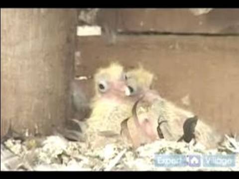 Nasıl Doğurmak Ve Tren Posta Güvercinleri: Posta Güvercinleri Çalan Club Resim 1