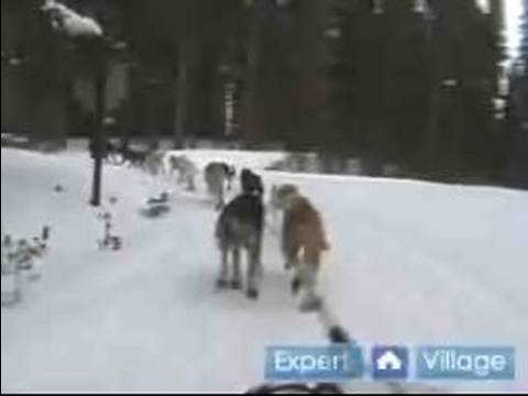 Nasıl İçinde Iditarod Kızak Köpeği Yarışı : Yarış Kızak Köpekleri, Kızak Dönüm Örneği 