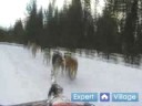 Nasıl İçinde Iditarod Kızak Köpeği Yarışı İçin : Bir Köpek Kızak U-Turn Bir Yapıyor 