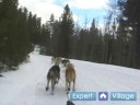 Nasıl Iditarod Yarış Kızak Köpekleri İçin : Bir Yarış Sürükleyin Mat Kızak