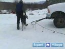 Iditarod İçinde Kızak Köpekleri Yarışı : Kamyon Yarış Kızak Köpekleri Kaldırmak İçin Nasıl  Resim 3