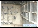 Nasıl Doğurmak Ve Tren Posta Güvercinleri: Güvercin Darbe Resim 3