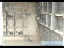 Nasıl Doğurmak Ve Tren Posta Güvercinleri: Posta Güvercini Yarış Tarihçesi Resim 3