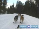 Nasıl İçinde Iditarod Kızak Köpeği Yarışı : Yarış Kızak Köpekleri Açmak İçin Eğitim  Resim 3
