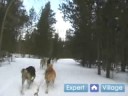 Nasıl İçinde Iditarod Kızak Köpeği Yarışı : Yarış Kızak Köpekleri, Kızak Dönüm Örneği  Resim 3