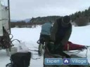 Bir Kızak Üzerinde Ufacık Bir Laf Ne?Nasıl Iditarod Yarış Kızak Köpekleri İçin :  Resim 4