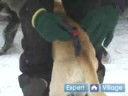 Iditarod İçinde Kızak Köpekleri Yarışı Nasıl : Yarış Kızağı Bir Köpek Patik Nasıl  Resim 4