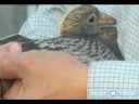 Nasıl Doğurmak Ve Tren Posta Güvercinleri: Posta Güvercinleri Çalan Club Resim 4
