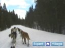 Nasıl İçinde Iditarod Kızak Köpeği Yarışı : Hız Ve Yarış Kızak Köpekleri Yavaşlama  Resim 4