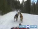 Nasıl İçinde Iditarod Kızak Köpeği Yarışı : Yarış Kızak Köpekleri Açmak İçin Eğitim  Resim 4