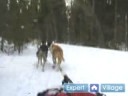 Nasıl İçinde Iditarod Kızak Köpeği Yarışı : Yarış Kızak Köpekleri, Kızak Dönüm Örneği  Resim 4
