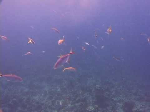 Karayip Balık Tanımlama : Bar Jack Kimlik Resim 1