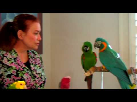 Kuş Bakımı : Papağan Konuşan Tipleri 