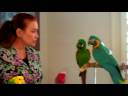 Kuş Bakımı : Papağan Konuşan Tipleri  Resim 3