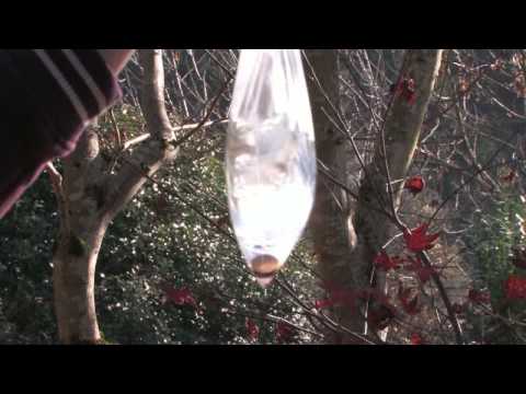 Bahçe: Kovucu Haşere : Peni İle Böcekler Püskürtmek İçin Nasıl, Su Ve Plastik Torba