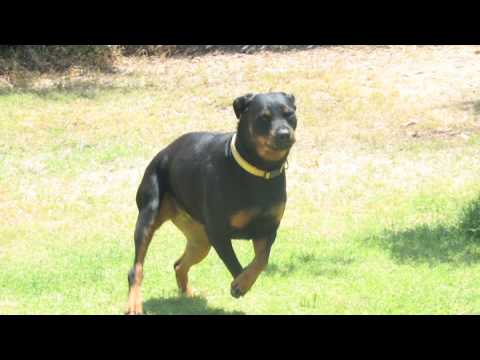 Bir Rottweiler Bakımı İçin Ne Büyük Ve Orta Ölçekli Köpek Bakımı :  Resim 1