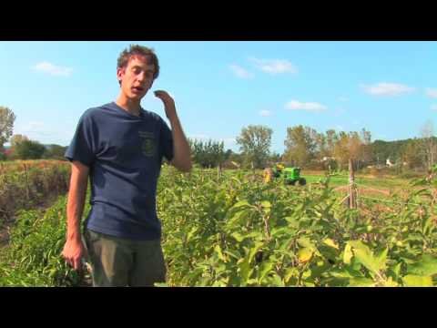 Patlıcan Büyümek Nasıl Sebze Ve Meyve Bahçe :  Resim 1