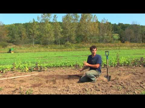 Salatalık Büyümek Nasıl Sebze Ve Meyve Bahçe :  Resim 1