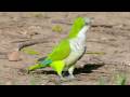 Papağan Bakımı Nasıl Yapılır : Bir Quaker Parrot İçin Bakımı Nasıl 