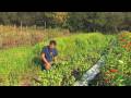 Sebze Ve Meyve Bahçecilik: Nasıl Hasat Ve Fesleğen Saklamak İçin