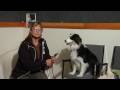 Köpekler Mobilya Kapalı Kalmak Eğitmek İçin Nasıl Bakım Ve Eğitim Köpek :  Resim 3