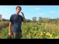 Patlıcan Büyümek Nasıl Sebze Ve Meyve Bahçe :  Resim 3
