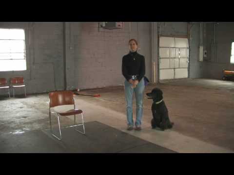 Açık Mobilya Üzerine İdrarını Bir Köpek Durdurmak İçin Nasıl Bir Eğitim Köpek :  Resim 1