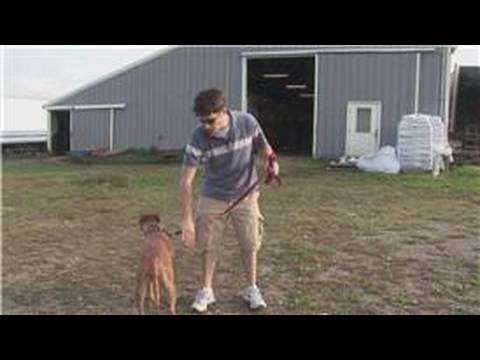 Bir Köpek Yıkayın Nasıl Köpek Eğitim İpuçları :  Resim 1