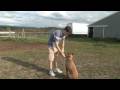 Köpek Atlamak İçin Değil Öğretmek İçin Nasıl Köpek Eğitimi, Beslenmesi Ve Bakımı : 